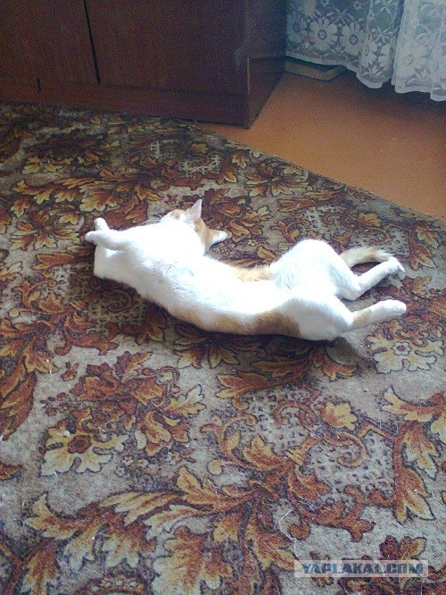 Котейка, который не знает как лежат котейки