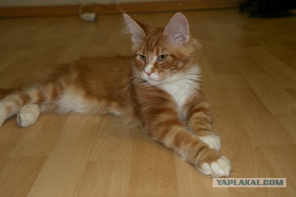 Котовторник  08.04.2014