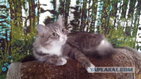 Котовторник 6.05.2014