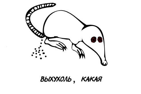 Классификация выхухолей