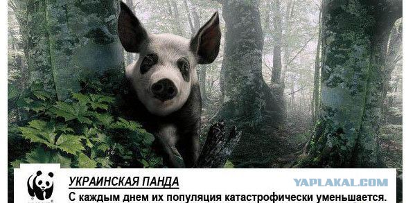 Защитим украинские вертолеты!