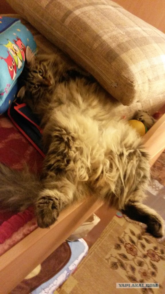 Хоть и не Котовторник.