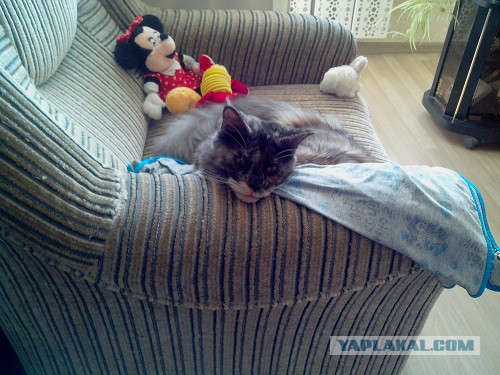 Котовторник 01.07.2014
