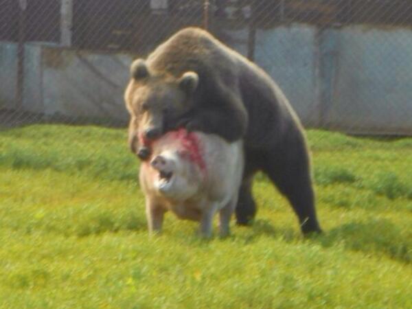 Молния от Стрелкова: огромные колонны украинских в