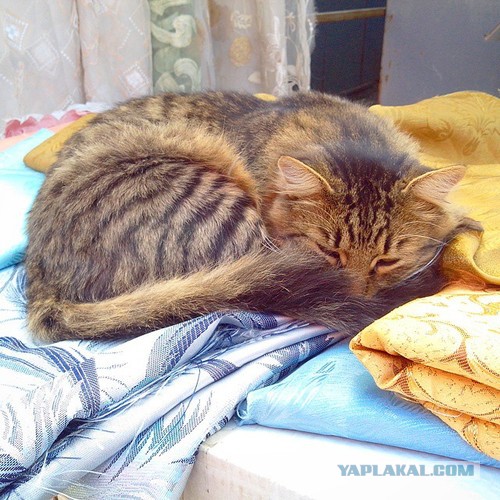 Котовторник 30.09.2014