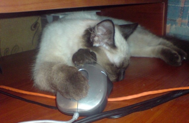 Коты, постигшие искусство сон-фу.