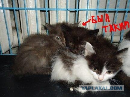 Котовторник 24.03.2015