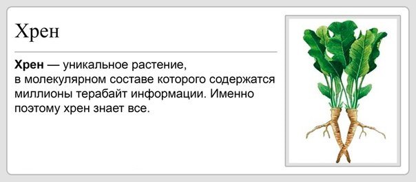 Закуток граммарнаци