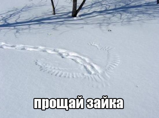 Немного юмора, заимствованного из сети