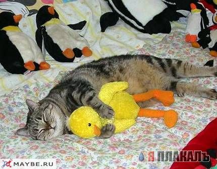 Когда кота прет не по детски