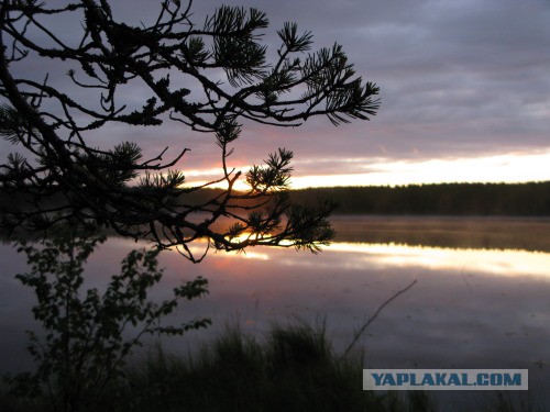 Веппский край, Южная тайга