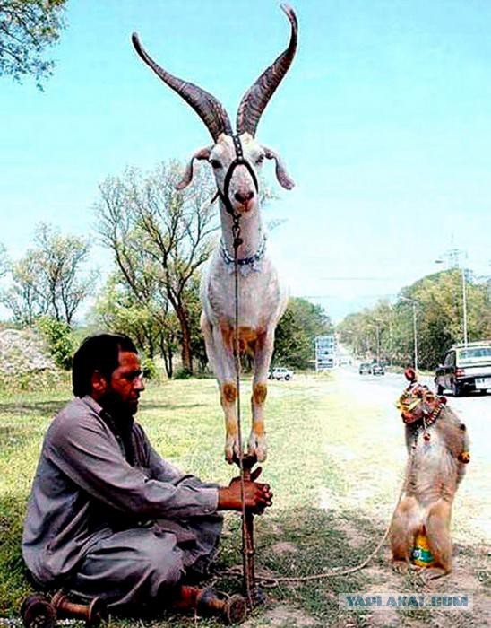 Такое увидишь только в Индии