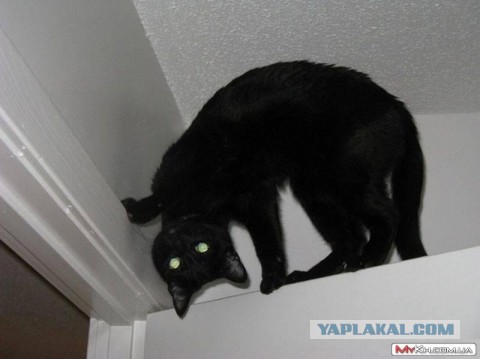 Коты в засаде