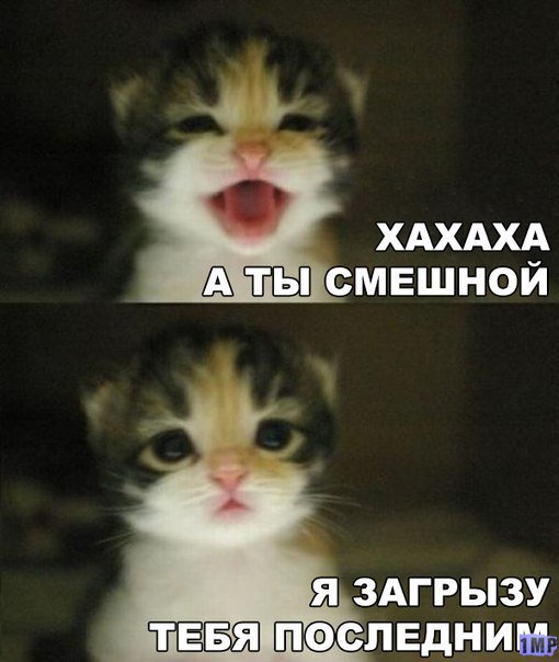 Мой кот, мои правила!