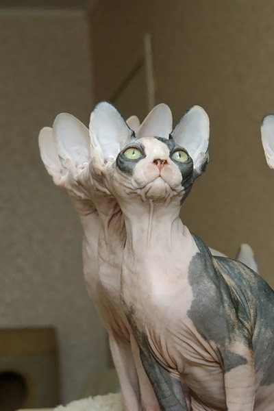 Перфекционизм в жизни