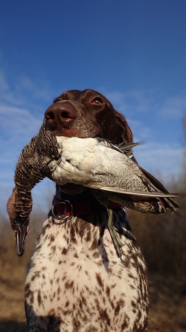 Верный друг охотника