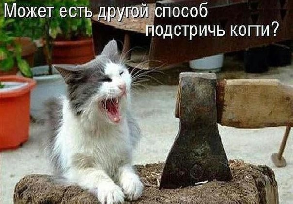 Мохнатые беспредельщики