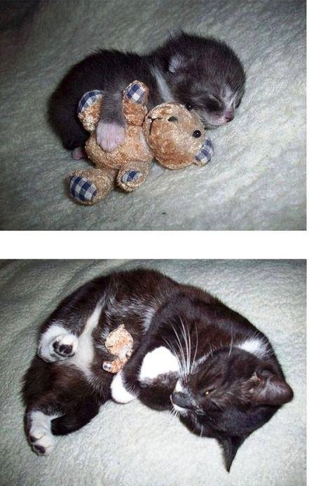 Коты из сети
