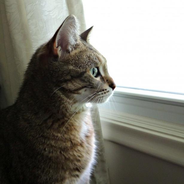 Коты из сети
