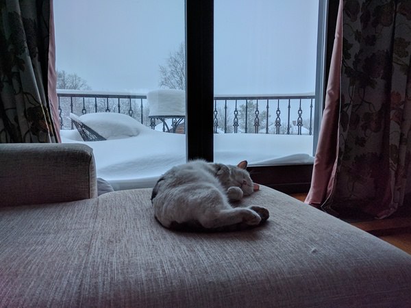 Коты из сети
