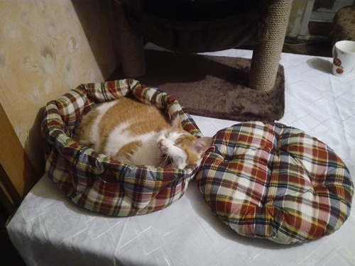 Котовторник 14.03.2017
