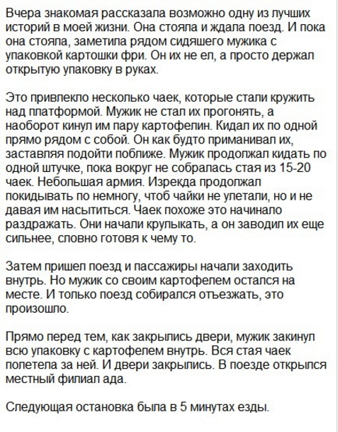 Накормили чаек слабительным