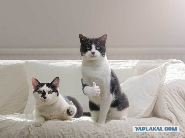 Субботняя деградация