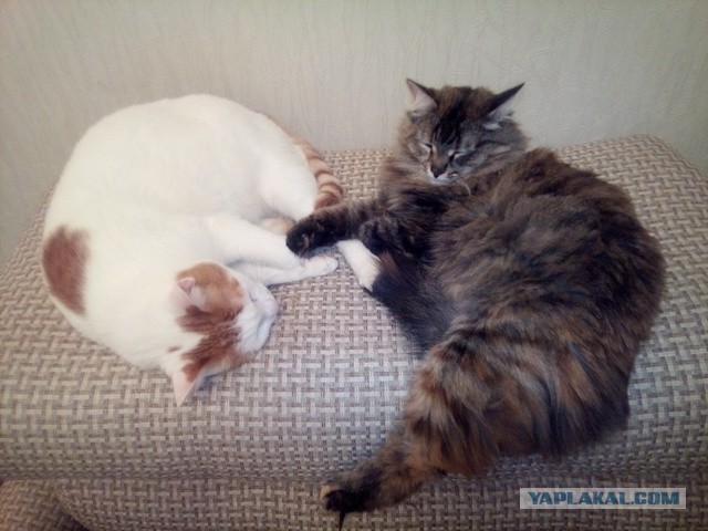 Котовторник 31.10.2017
