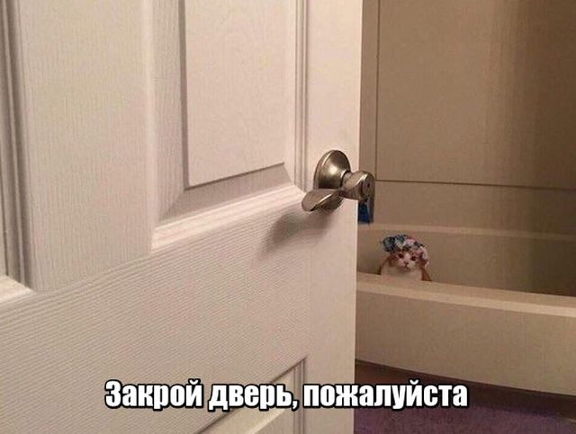Прикольных котов пост