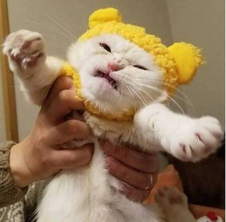 Прикольных котов пост