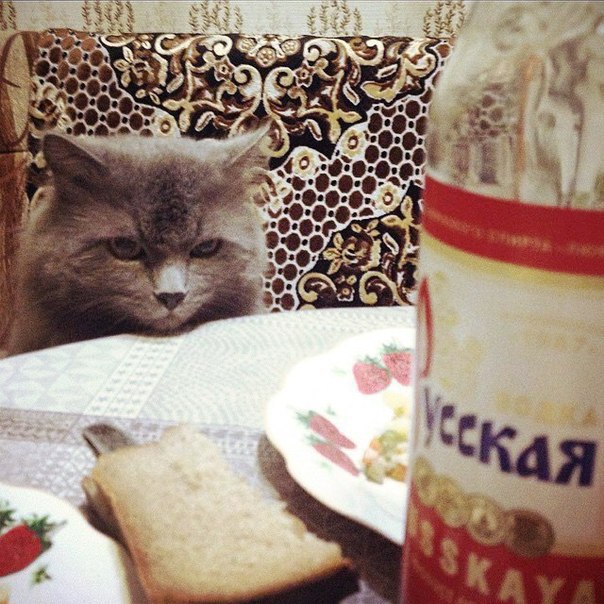 Кот без прикрас