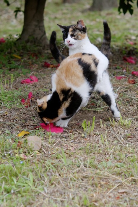 Котовторник уже сегодня!