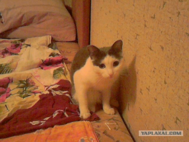 Котовторник (10.01.2012)