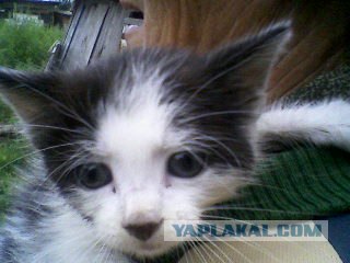 Котовторник (31.01.2012)