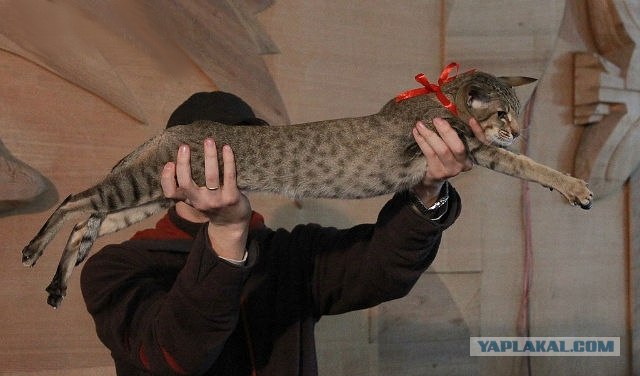 Котовторник  16.10.12