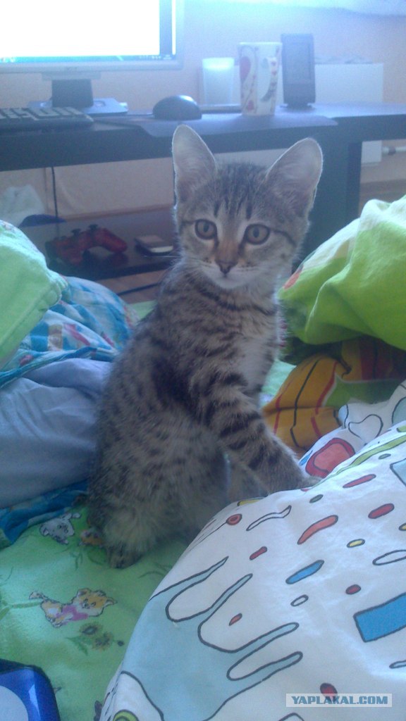 Котовторник 12.02.13