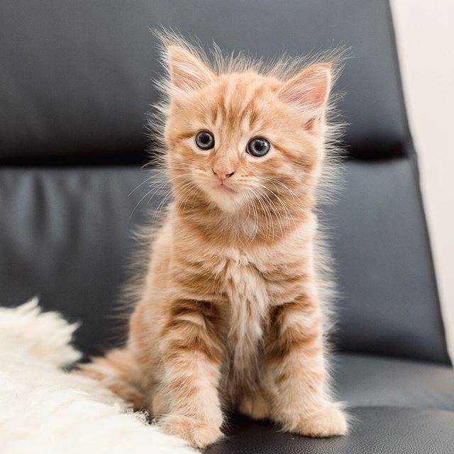 Забавные фото котеек