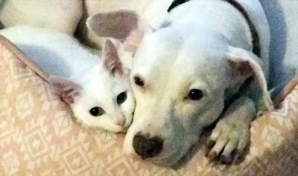 Уже не котовторник, но еще и не собакочетверг