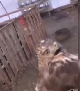 Никогда бы не подумал, что существую лютые куры-убийцы!