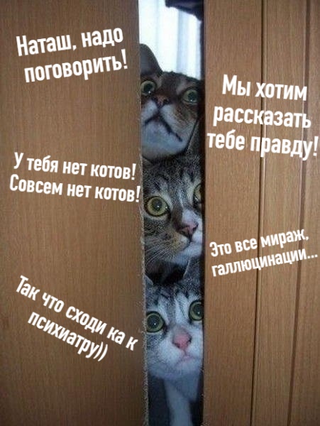 Наташа и коты картинки приколы с надписями