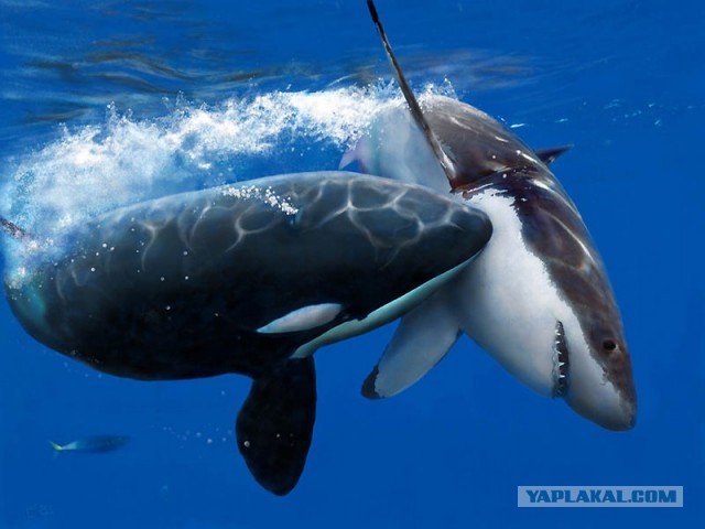 Атака дельфина на акулу