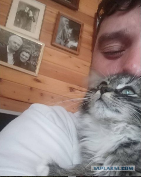 Кот Василий