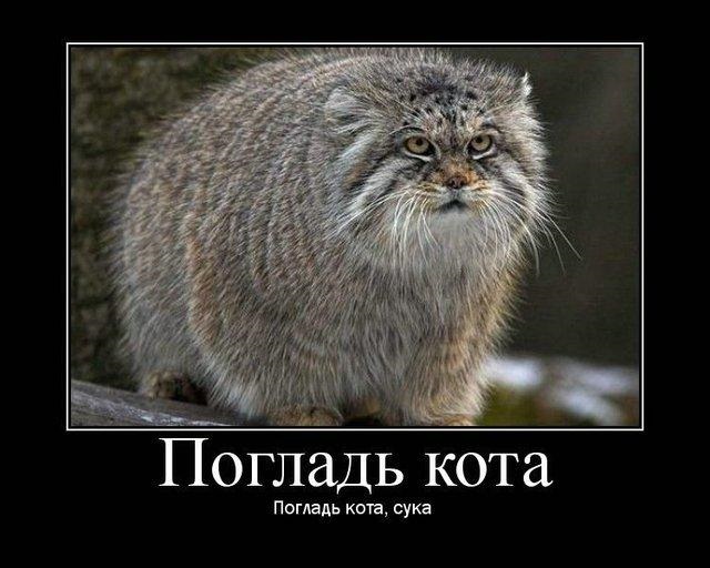 Общительный манул