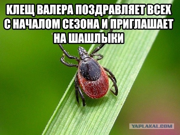 Валера и Эльвира (различия)