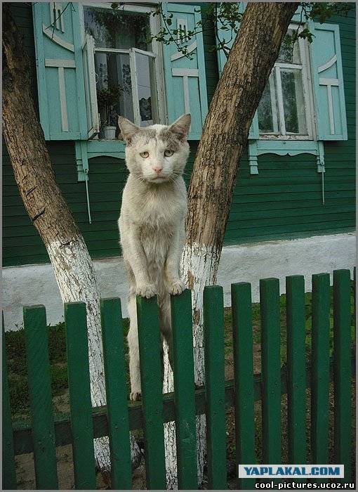 Деревенские, милые, шерстяные