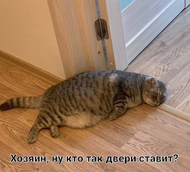 Кормите быстро!