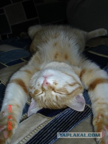 Котовторник 09.04.2013