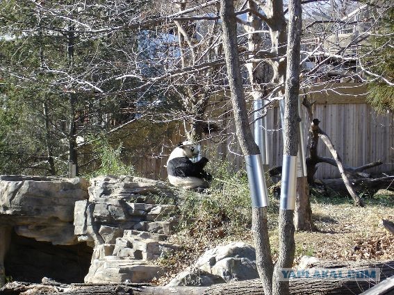Китай забирает всех своих панд из Америки