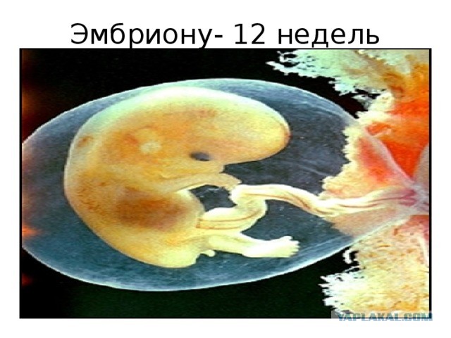 Ответ, на тему "Рожай!" Девушки, это правда? +18