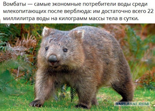 Белый слон и другие картинки